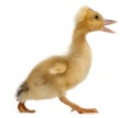 Domestic duckling walking Royalty Free Stock Photo