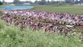 Domestic ducks farm feeding in the fields