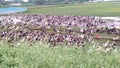 Domestic ducks farm feeds