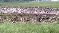 Domestic ducks farm flock feeding