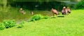 Domestic ducks and geese swim in the pond. Wide photo Royalty Free Stock Photo