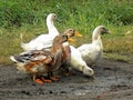 Domestic ducks graze on the roadside grass