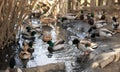 Domestic ducks graze on village ducks farm