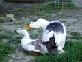 The domestic ducks in a love game, Gams - Canton of St. Gallen, Switzerland