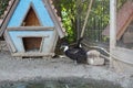 domestic ducks near a wooden house