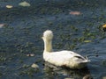 Domestic ducks on the river reed cane blue water in autumn