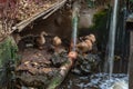 Domestic ducks sit in a pond in the lower yard in the Gardens Almona collection, in the rays of the setting sun, in the Druze