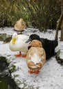 Domestic ducks standing in snow in winter. Vertical.