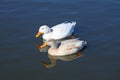 Domestic ducks on urban lake canyon texas