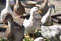 Domestic ducks walk and eat on a farm on a sunny day,,