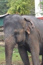 the domestic elephant in Kandy
