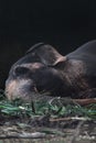 Domestic Elephants in Sri Lanka who participate for Perahera festivals. Also call working or Tame Elephants