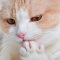 Domestic red white cat with a pink nose licks its paw, washes close-up. Scottish Straight, face