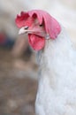 Domestic Farm Chicken with red comb Royalty Free Stock Photo