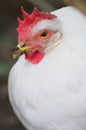 Domestic Farm Chicken with red comb Royalty Free Stock Photo