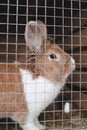 Domestic farm rabbits in cage at animal farms. Livestock food animals in cage. Close up of pet rabbit inside a hutch Royalty Free Stock Photo