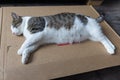 Domestic fat cat sleeping on delivery cardboard box on the floor