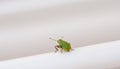 Small metallic green beetle on a white clothesline bar in the garden