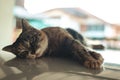 Domestic female cat lying and relaxing on car roof