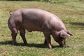 Domestic female pig grazing on animal farm summertime Royalty Free Stock Photo