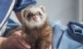 Domestic ferret pet in the hands of a girl, space for text, animal protection, sunny day Royalty Free Stock Photo