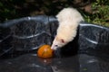 Domestic Ferret Playing With Ball In Kiddie Pool