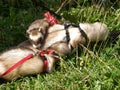 Domestic ferrets (Mustela) close-up on a walk.