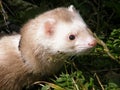 Domestic ferrets (Mustela) close-up on a walk.