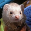 Domestic ferrets (Mustela) close-up on a walk.