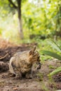 A domestic fluffy cat caught a mouse in the yard. Hunting