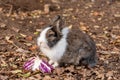 Domestic fluffy rabbit eating cabbage in paddock, farm animals walking in stable Royalty Free Stock Photo