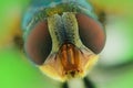 Domestic fly - extreme macro photography Royalty Free Stock Photo