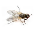 domestic fly isolated on white, ultra macro Royalty Free Stock Photo