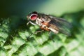 Domestic fly macro Royalty Free Stock Photo