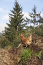 Domestic fowl Royalty Free Stock Photo