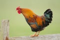 Domestic fowl Royalty Free Stock Photo