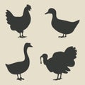 Domestic fowl icon Royalty Free Stock Photo