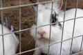 Domestic furry white and black spotted farm rabbit bunny behind the bars of cage at animal farm. Livestock food animals growing in Royalty Free Stock Photo