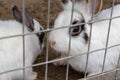 Domestic furry white and black spotted farm rabbit bunny behind the bars of cage at animal farm. Livestock food animals growing in Royalty Free Stock Photo