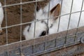 Domestic furry white and black spotted farm rabbit bunny behind the bars of cage at animal farm. Livestock food animals growing in Royalty Free Stock Photo