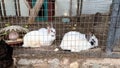 Domestic furry white and black spotted farm rabbit bunny behind the bars of cage at animal farm, livestock food animals growing in Royalty Free Stock Photo