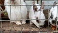 Domestic furry white and black spotted farm rabbit bunny behind the bars of cage at animal farm, livestock food animals growing in Royalty Free Stock Photo