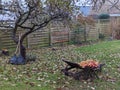 Domestic garden in late autumn, apple tree almost without leaves, garden tools for raking leaves, piles of ripe apples.