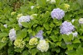 Hydrangea clump with vibrant green flowers and blue flowers Hydrangea macrophylla