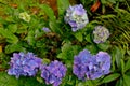 Hydrangea clump with vibrant green flowers and blue flowers Hydrangea macrophylla
