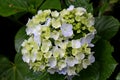 Bunch like a bouquet of hydrangeas with vibrant green flowers and blue flowers Hydrangea macrophylla