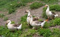 Domestic geese Royalty Free Stock Photo