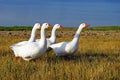 Domestic geese Royalty Free Stock Photo