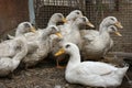Domestic geese Royalty Free Stock Photo