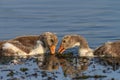 Domestic geese chicks on the lake Royalty Free Stock Photo